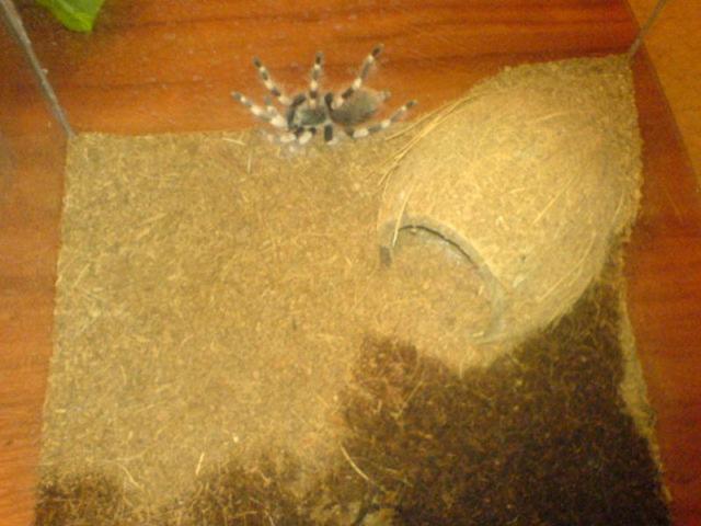 N. Chromatus