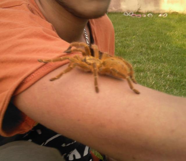 Pt.murinus