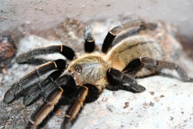 O. aureotibialis