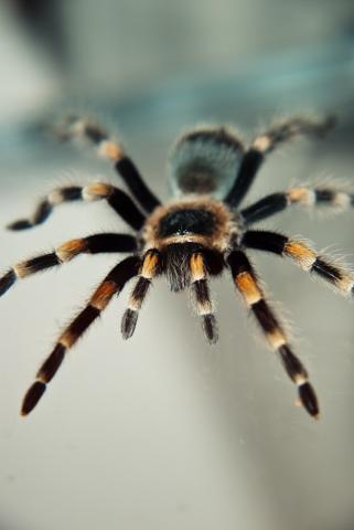 B. smithi L8
