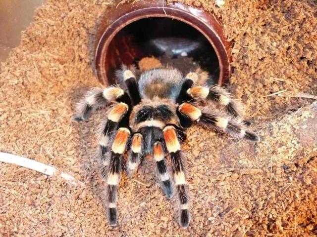 Brachypelma smithi
