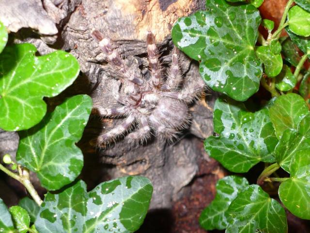 Poecilotheria regalis