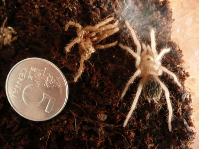 L. Parahybana