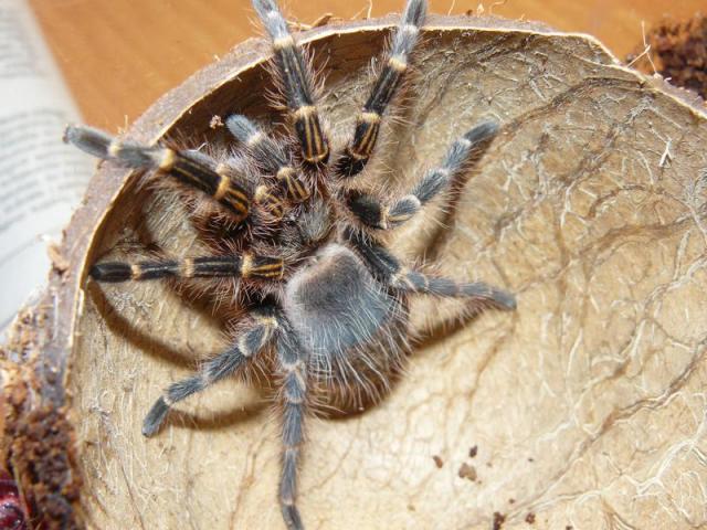 Gražuolis Grammostola aureostriata