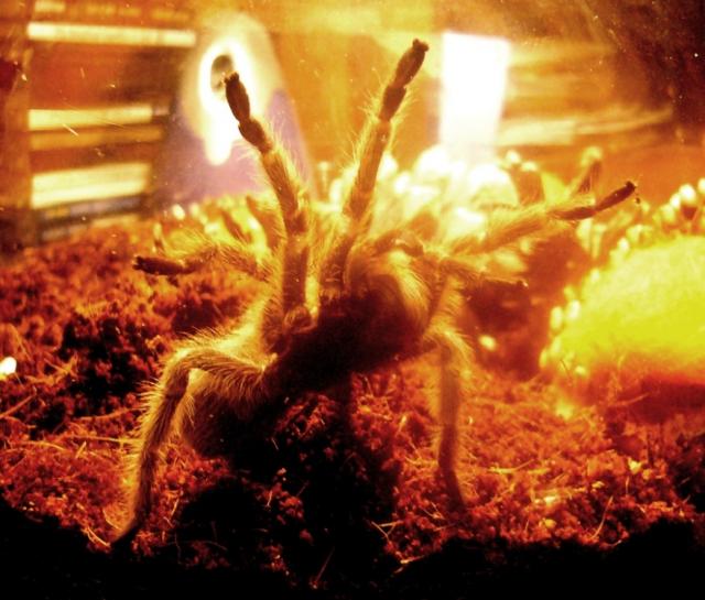 grammostola rosea