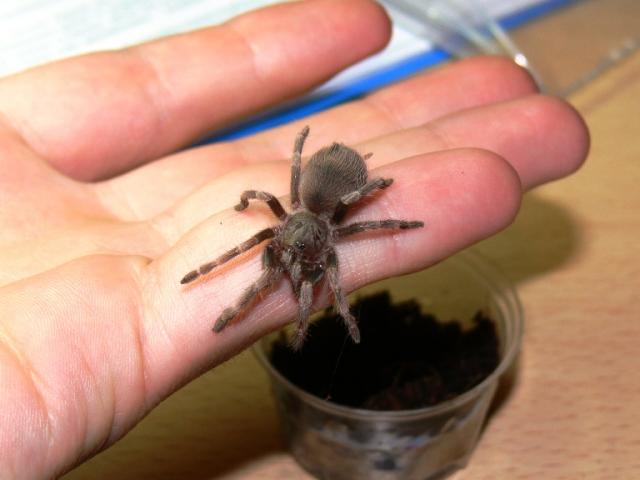 L.cristata