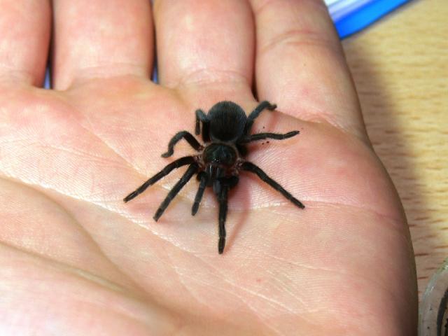 B.vagans