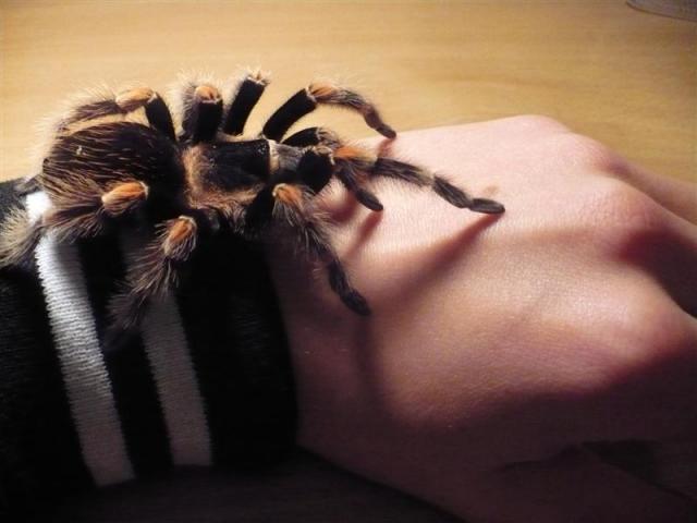 b.smithi