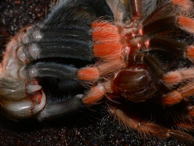B. boehmei 