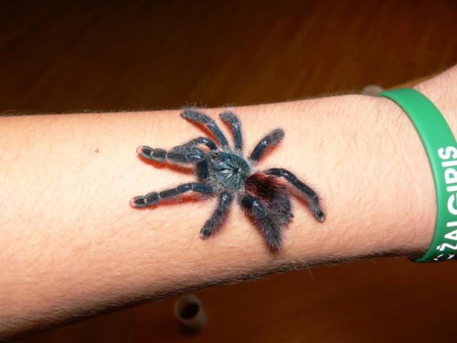 Paspėliokim (: