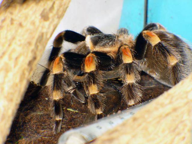 maistas