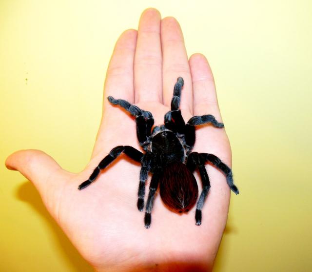 Vagans
