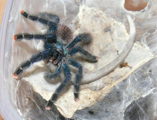 Avicularia sp "Isla Margaritha"