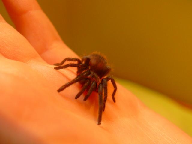 B. vagans