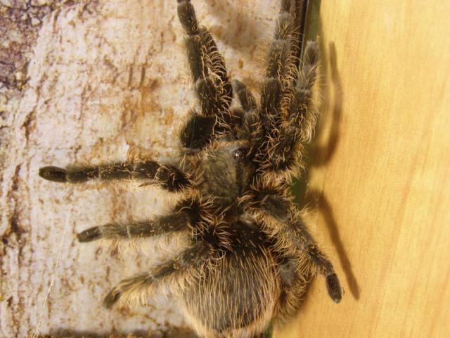 b.albopilosum