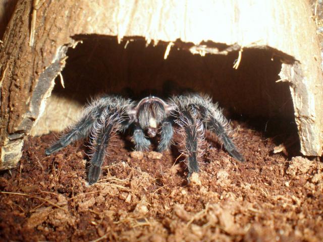 Brachypelma albopilosum