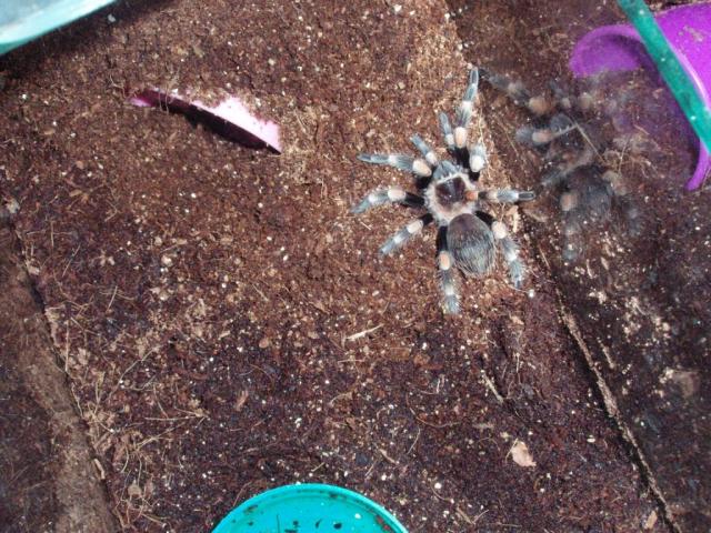 Brachypelma smithi   