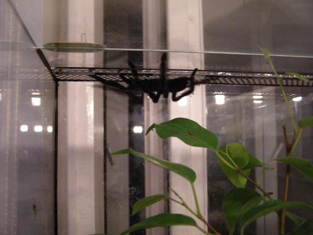 P.irminia
