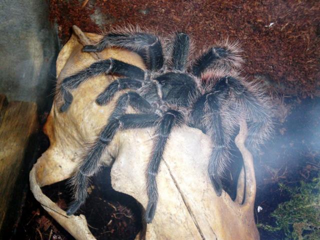 Lasiodora parahybana
