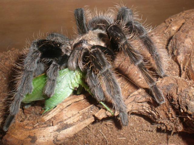 B.Albopilosum Icypicy
