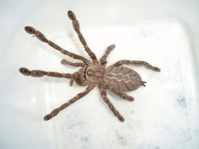 P. ornata