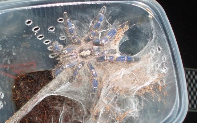 P. metallica