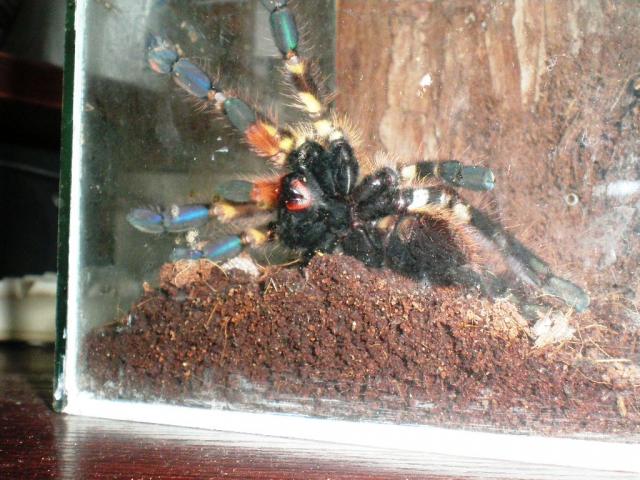 P. ornata