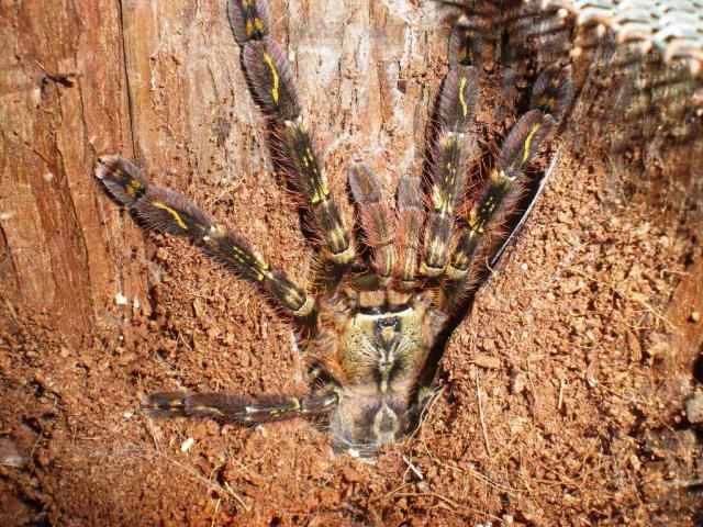 P. ornata