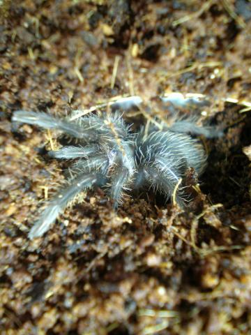 B. albopilosum