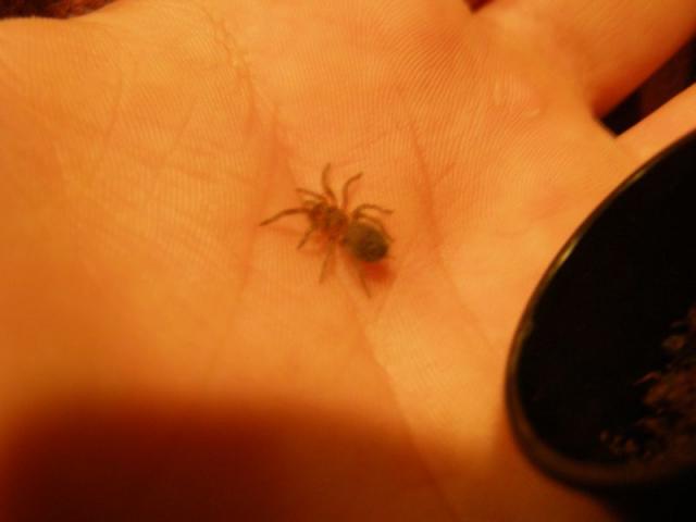 B. vagans L1