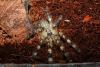 p_fasciata_l7_t1.jpg
