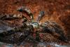 p_ornata_l7_t1.jpg