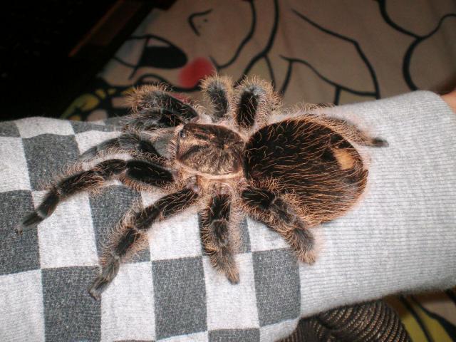 Brachypelma albopilosum