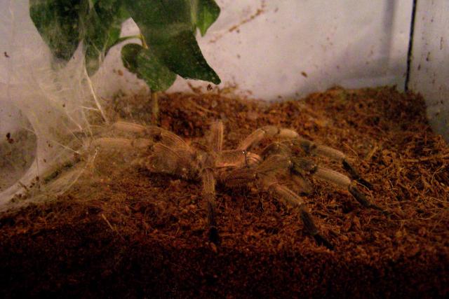 Chilobrachys guangxiensis