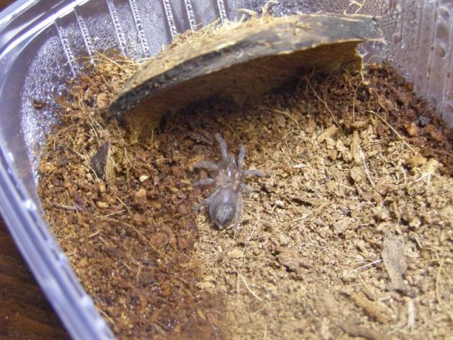 B. Vagans L3