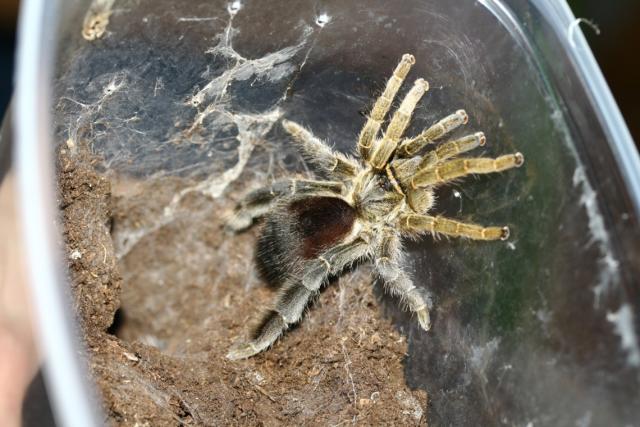 E. pachypus