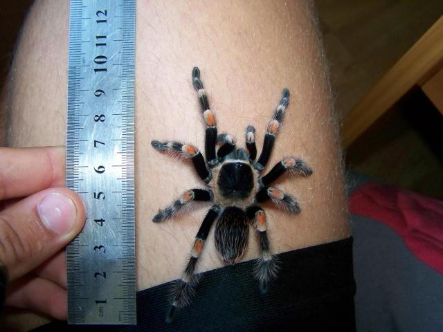 Brachypelma Smithi