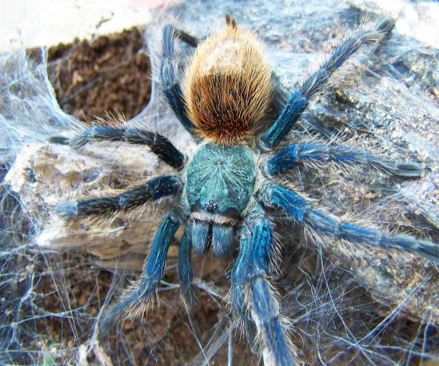 Chromatopelma cyeneopebuscens
