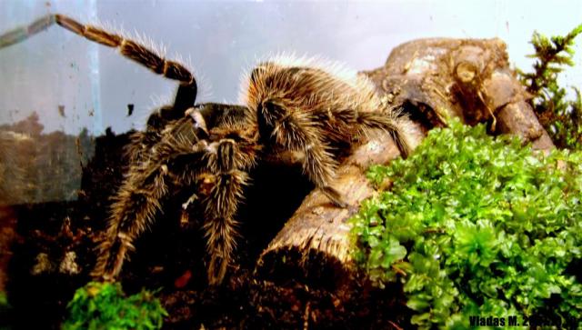 L. parahybana