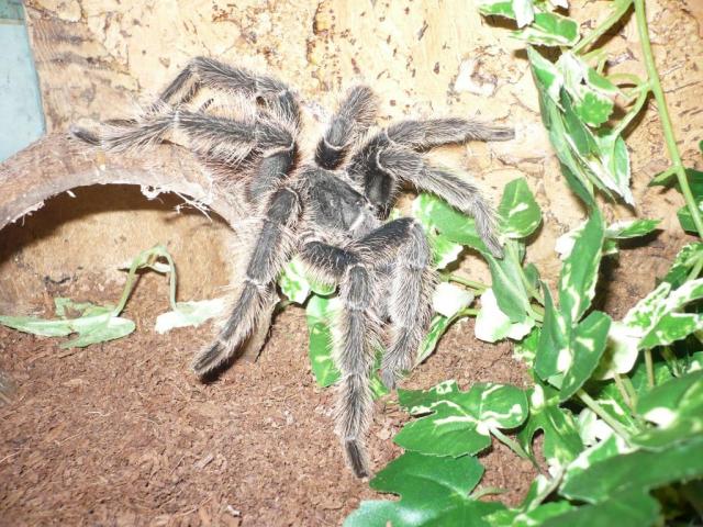 L. parahybana 
