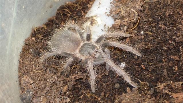 L. parahybana