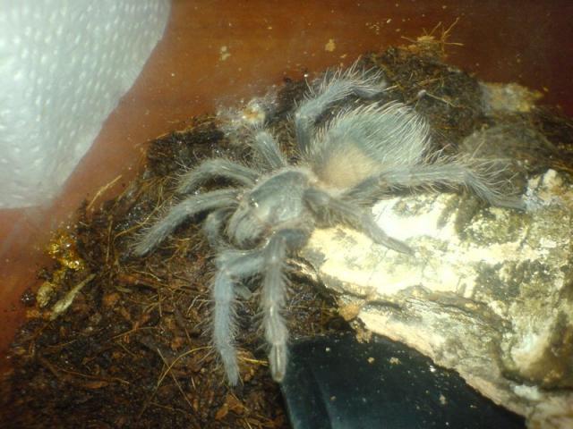 Lasiodora parahybana