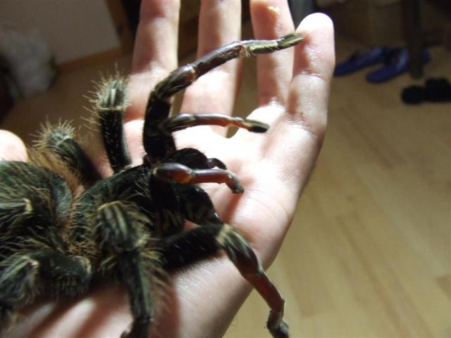 Lasiodora parahybana