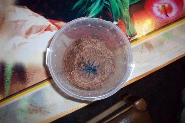 Phormictopus cancerides