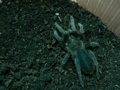 Aphonopelma seemani 2