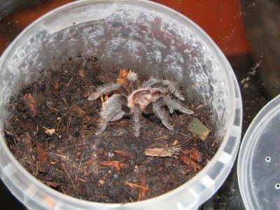 Brachypelma albopilosum užkandžiauja 1
