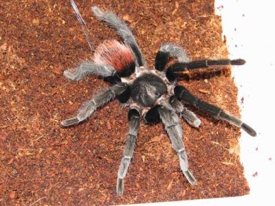 Brachypelma vagans 1