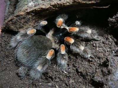 Brachypelma Smithi