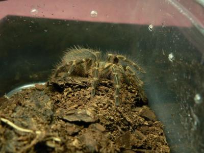 Grammostola Aureostriata