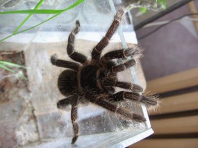 Lasiodora parahybana